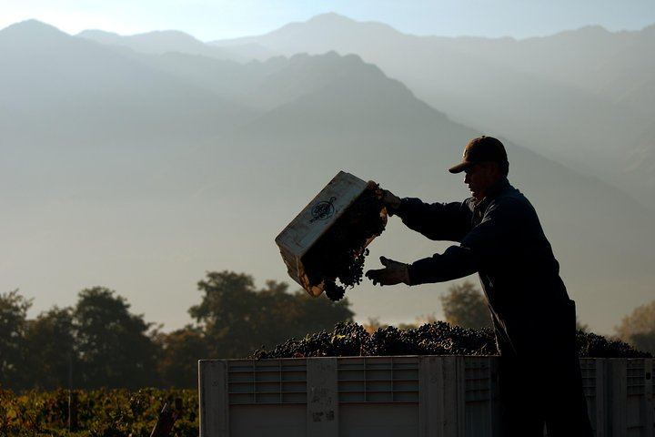 Viña Cousiño Macul Premium Wine Tour in Spanish with Historic Cellars and Three Wines (1/10)