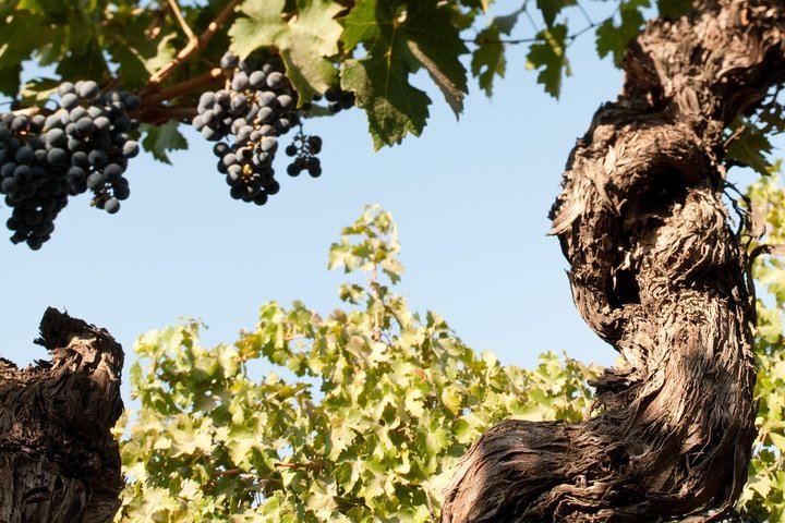 Viña Cousiño Macul Premium Wine Tour in Spanish with Historic Cellars and Three Wines (8/10)