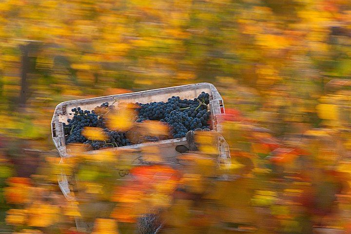 Viña Cousiño Macul Premium Wine Tour in Spanish with Historic Cellars and Three Wines (3/10)