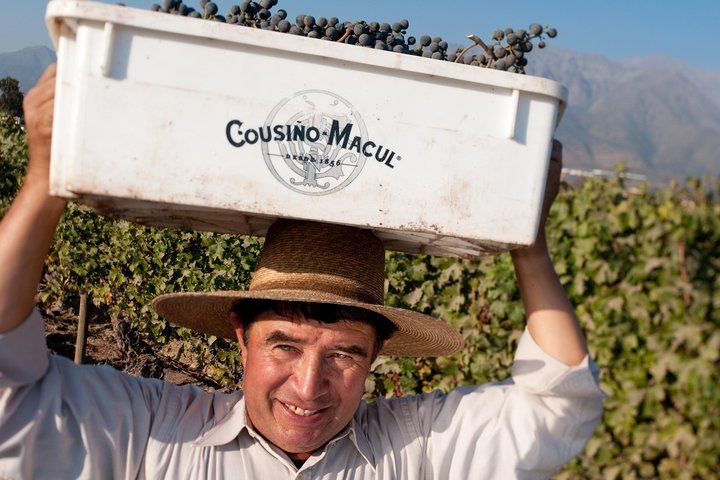 Viña Cousiño Macul Premium Wine Tour in Spanish with Historic Cellars and Three Wines (4/10)
