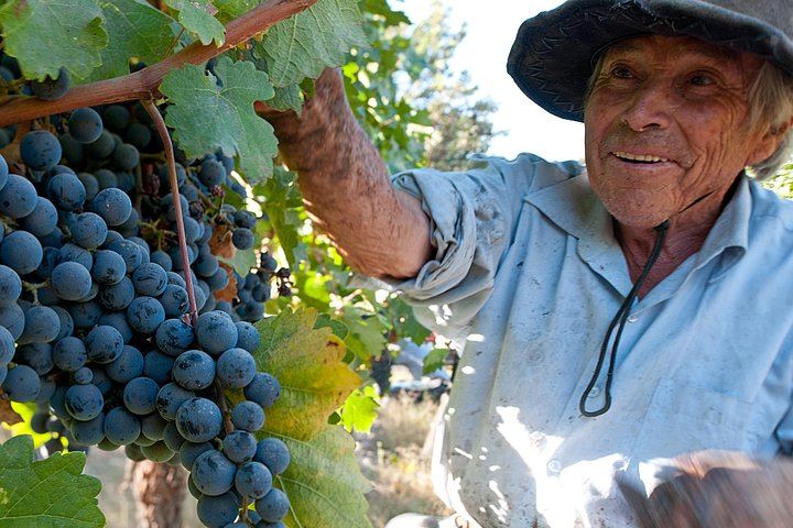 Viña Cousiño Macul Premium Wine Tour in Spanish with Historic Cellars and Three Wines (5/10)