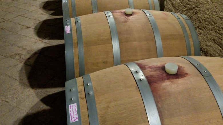 Priorat Day Trip from Salou to Celler Gritelles: Winery Tour and Four-Wine Tasting (3/5)