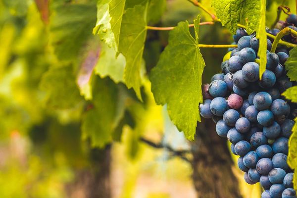 Priorat Day Trip from Salou to Celler Gritelles: Winery Tour and Four-Wine Tasting