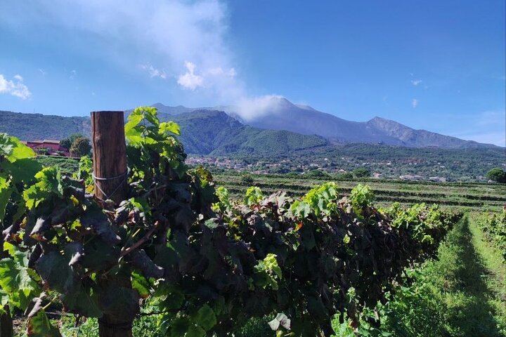 Private Etna Tour: Silvestri Craters, Honey Producer and Four Wines at Gambino Vini (8/11)