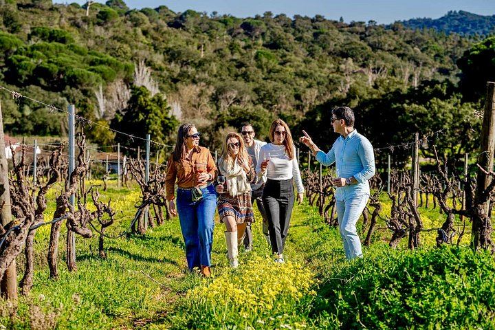 Private Arrábida Tour from Lisbon: Livramento Market, Tiles and Wine Among Animals (2/12)