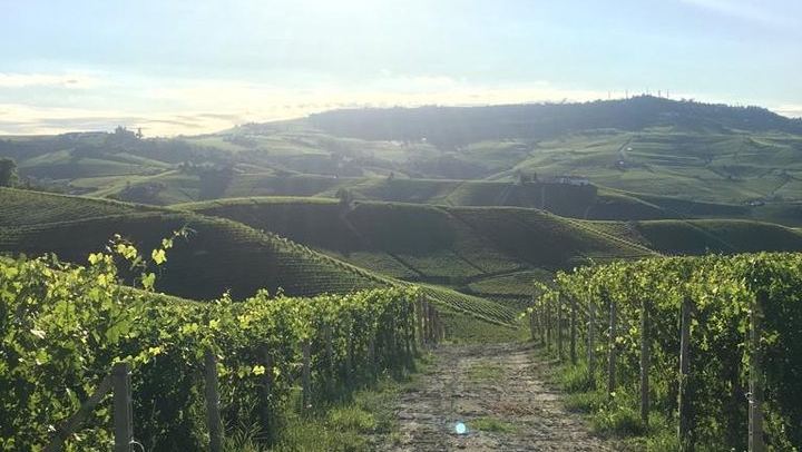 Langaround Tailor-Made Piedmont Wine Day: Barolo, Barbaresco, Barbera and Dolcetto (3/12)