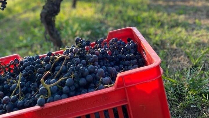 Langaround Tailor-Made Piedmont Wine Day: Barolo, Barbaresco, Barbera and Dolcetto (4/12)
