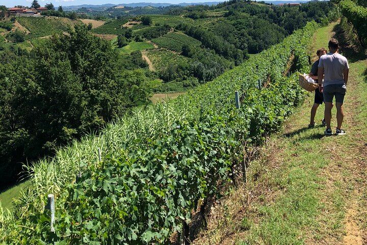 Langaround Tailor-Made Piedmont Wine Day: Barolo, Barbaresco, Barbera and Dolcetto (10/12)