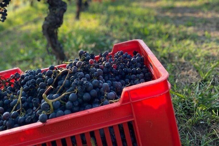 Langaround Tailor-Made Piedmont Wine Day: Barolo, Barbaresco, Barbera and Dolcetto (4/12)