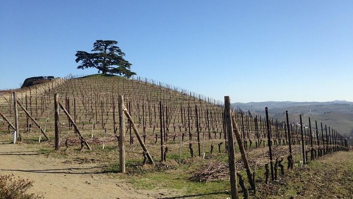Private Barolo Terroir Day with a Winemaker: Vineyard Walk, Three Tastings, Hotel Pickup (4/7)
