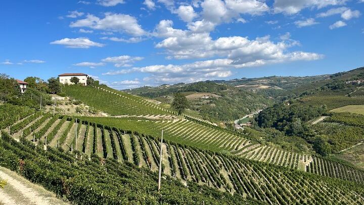 Private Barolo Terroir Day with a Winemaker: Vineyard Walk, Three Tastings, Hotel Pickup (2/7)