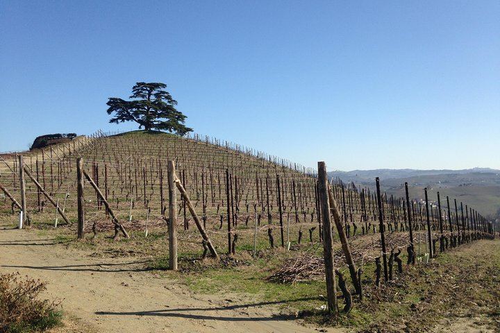 Private Barolo Terroir Day with a Winemaker: Vineyard Walk, Three Tastings, Hotel Pickup (4/7)