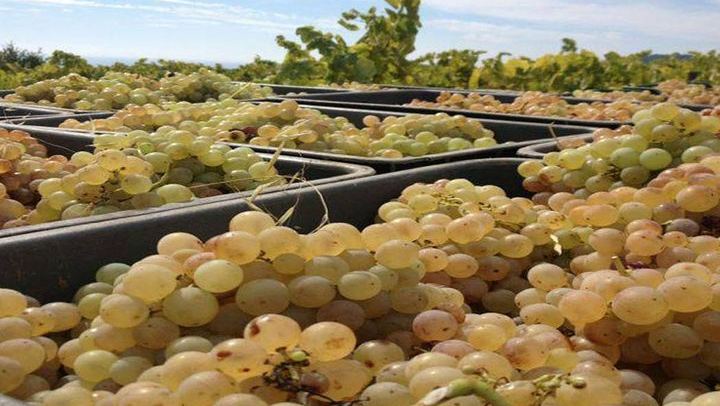 Private Breakfast in the Alella Vineyards with Winery Visit and Barcelona Skyline Views (2/8)