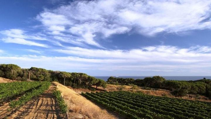 Private Breakfast in the Alella Vineyards with Winery Visit and Barcelona Skyline Views (3/8)