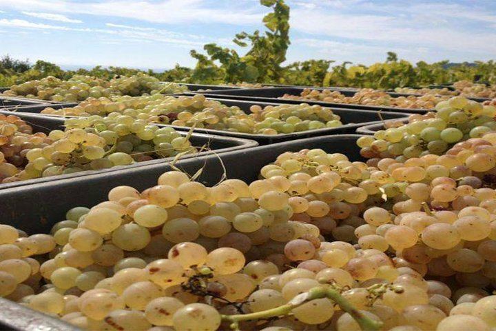 Private Breakfast in the Alella Vineyards with Winery Visit and Barcelona Skyline Views (2/8)
