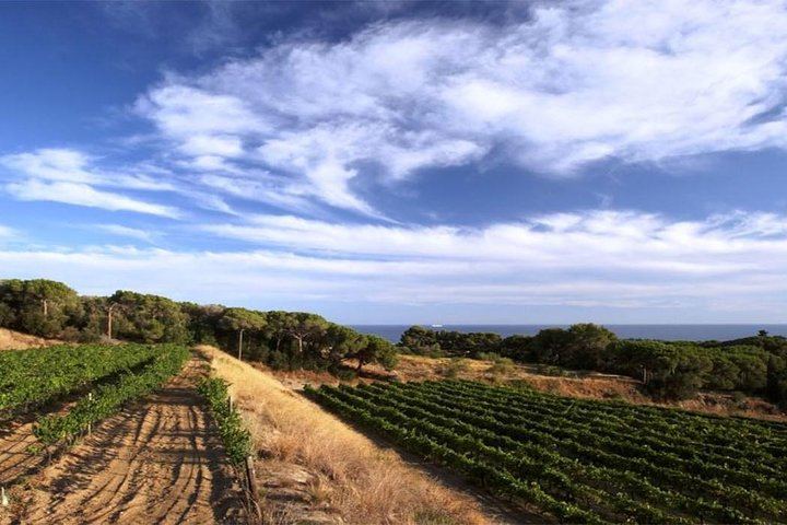 Private Breakfast in the Alella Vineyards with Winery Visit and Barcelona Skyline Views (3/8)