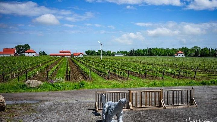Private Custom Niagara Icewine Day Tour: Up to 5 Wineries or Breweries (1/6)