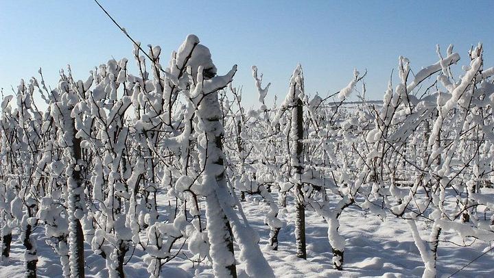 Private Custom Niagara Icewine Day Tour: Up to 5 Wineries or Breweries (4/6)