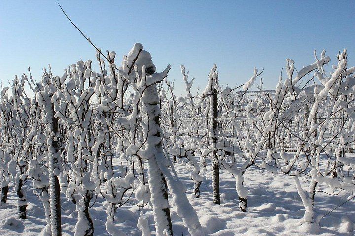 Private Custom Niagara Icewine Day Tour: Up to 5 Wineries or Breweries (4/6)