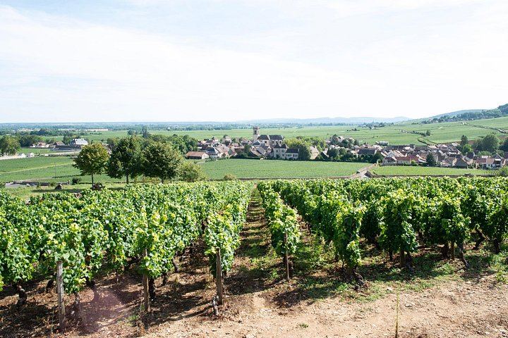 Private Burgundy Day: Two Family Estates and Clos de Vougeot, Pickup in Dijon or Beaune (5/8)