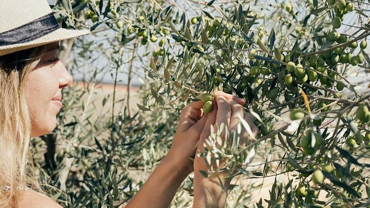 Private Mendoza Day: High-End Winery, Olive Oil Factory, Optional Flight from Buenos Aires (4/12)