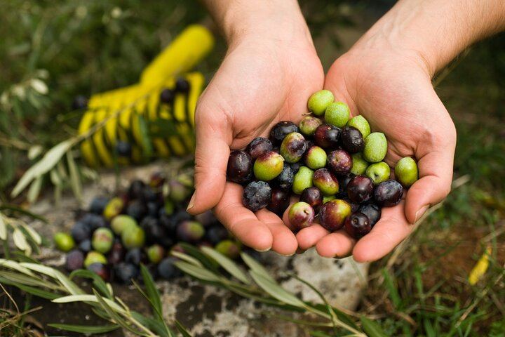 Private Mendoza Day: High-End Winery, Olive Oil Factory, Optional Flight from Buenos Aires (11/12)