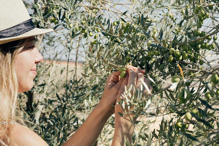 Private Mendoza Day: High-End Winery, Olive Oil Factory, Optional Flight from Buenos Aires (4/12)