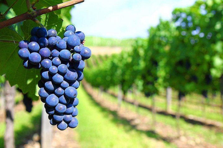 Private Mendoza Day: High-End Winery, Olive Oil Factory, Optional Flight from Buenos Aires (12/12)