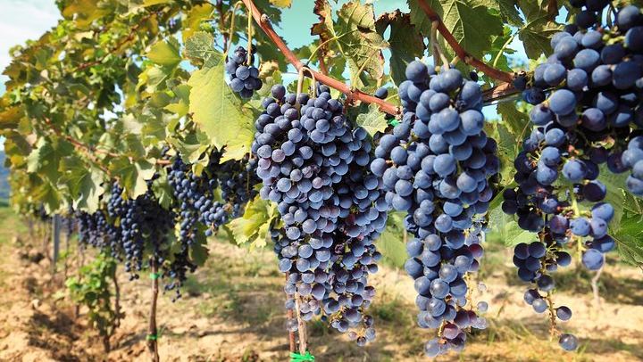 Private Day Trip from Florence: Greve in Chianti, a Chianti Winery Tasting and Siena (1/12)