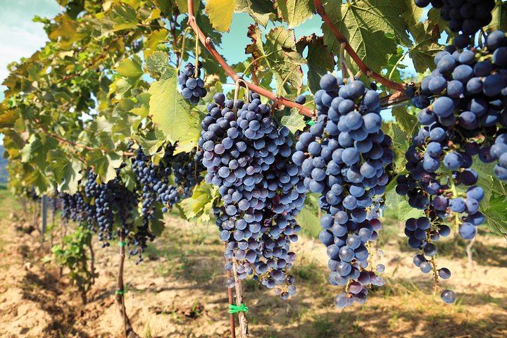 Private Day Trip from Florence: Greve in Chianti, a Chianti Winery Tasting and Siena (1/12)