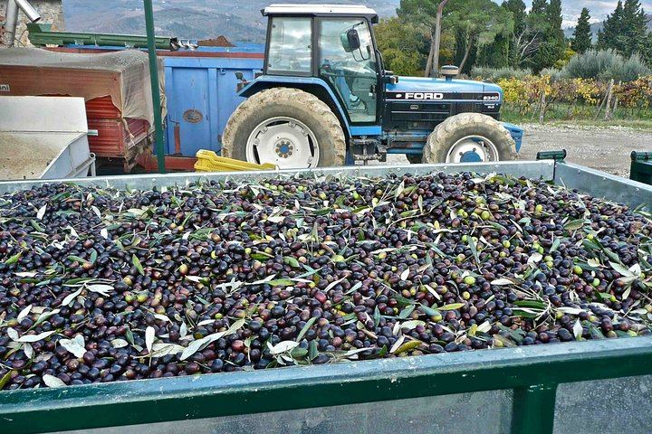 Private Day Trip from Florence: Greve in Chianti, a Chianti Winery Tasting and Siena (10/12)