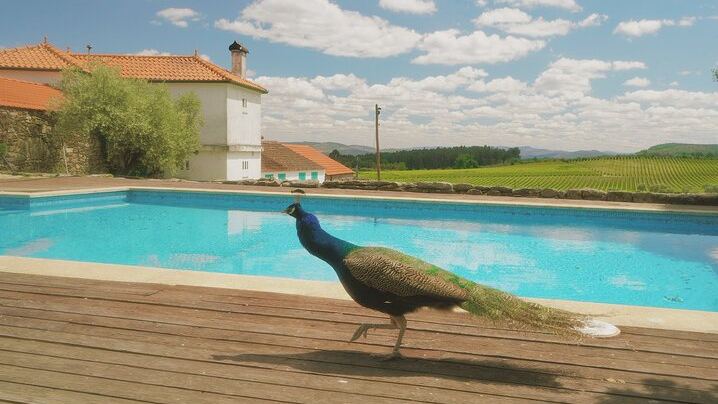 Private Douro Valley Day from Porto with Amarante Green Wine Stop, Family Winery Lunch (2/11)