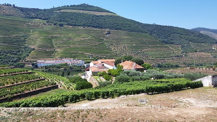 Private Douro Valley Day from Porto: Three Wineries, Family Estates and Big Names (2/12)