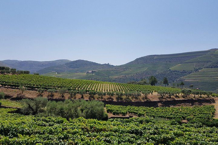 Private Douro Valley Day from Porto: Three Wineries, Family Estates and Big Names (8/12)