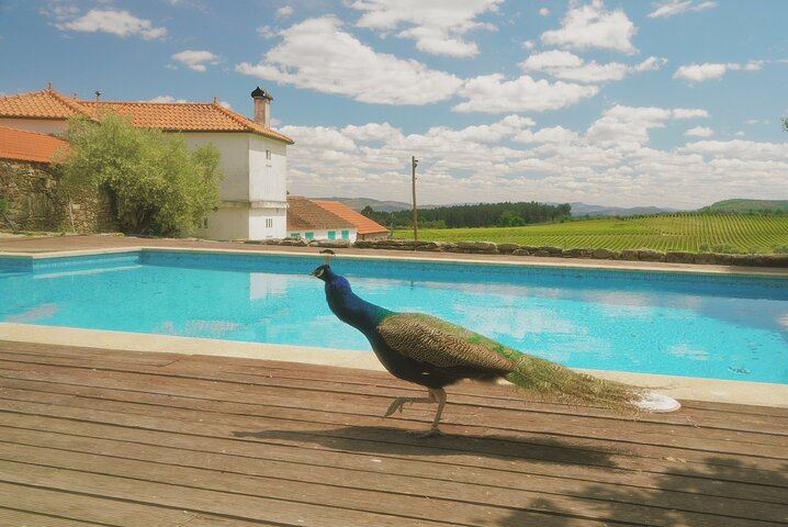 Private Douro Valley Day from Porto with Amarante Green Wine Stop, Family Winery Lunch (2/11)