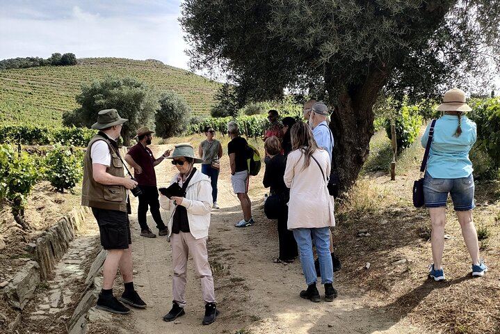 Private Douro Valley Day from Porto with Amarante Green Wine Stop, Family Winery Lunch (11/11)