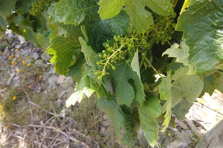 Private Douro Valley Tour with Certified Sommelier Guide, Winery Lunch and Port Tastings (7/12)