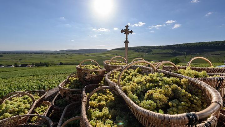 Private Full-Day Côte de Beaune and Côte de Nuits Wine Tour with Two Estate Tastings (4/7)