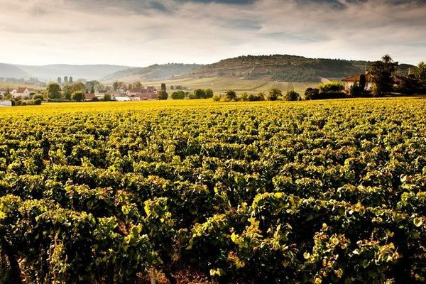 Private Full-Day Côte de Beaune and Côte de Nuits Wine Tour with Two Estate Tastings