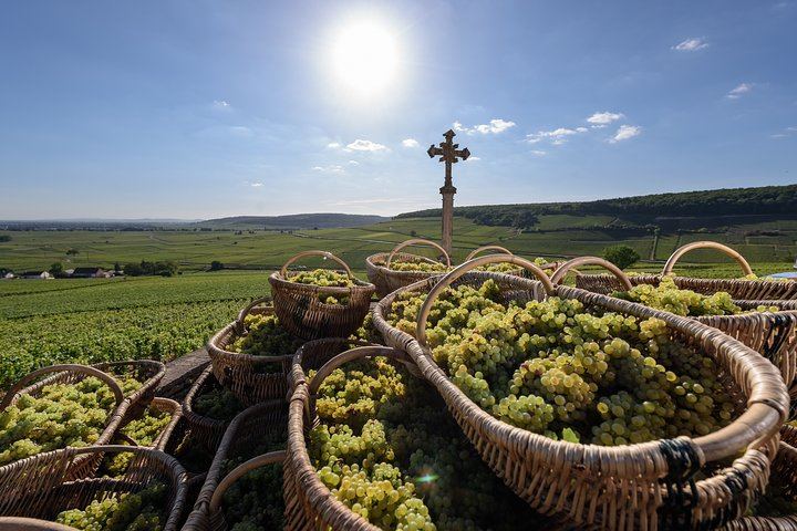 Private Full-Day Côte de Beaune and Côte de Nuits Wine Tour with Two Estate Tastings (4/7)