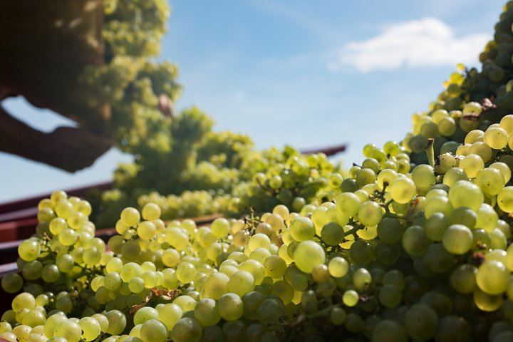Private Full-Day Côte de Beaune and Côte de Nuits Wine Tour with Two Estate Tastings (6/7)