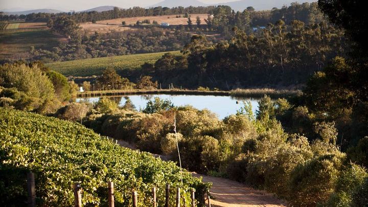Private Franschhoek and Paarl Wine Day with Pickup: Stony Brook, Anthonij Rupert, Avondale (3/8)