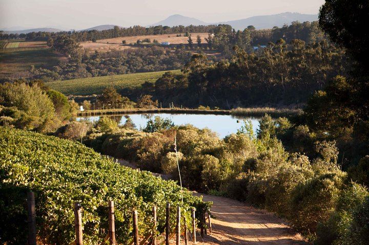 Private Franschhoek and Paarl Wine Day with Pickup: Stony Brook, Anthonij Rupert, Avondale (3/8)