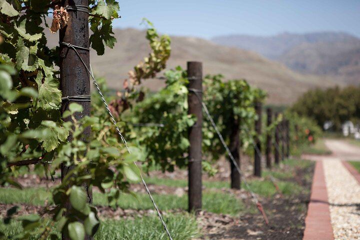 Private Franschhoek and Paarl Wine Day with Pickup: Stony Brook, Anthonij Rupert, Avondale (6/8)