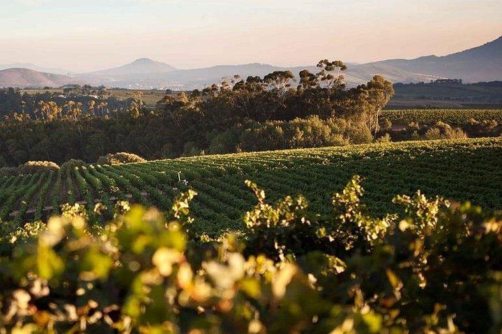 Private Full-Day Stellenbosch Wine Tour with Pickup: Hartenberg to L'Avenir (5/6)