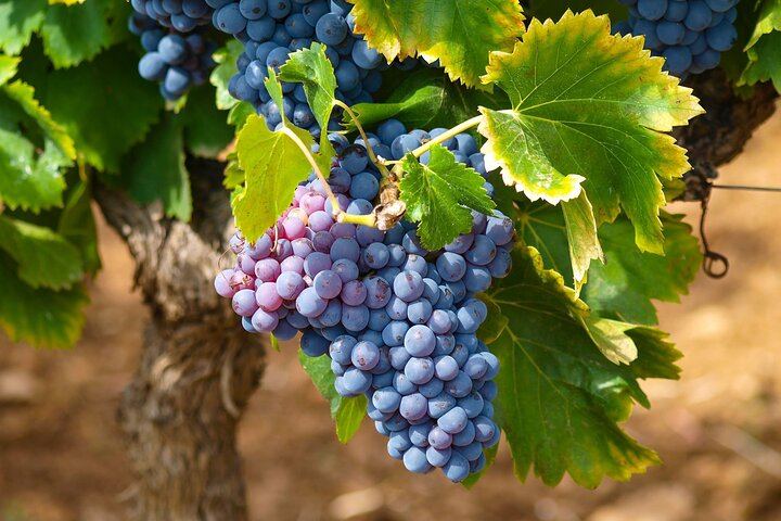 Private Full-Day Stellenbosch Wine Tour from Cape Town with Cellar Visit and Cheese (9/9)