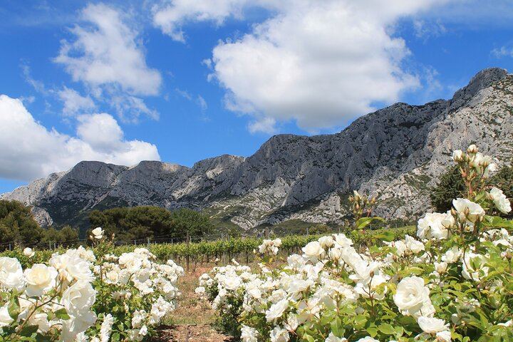 Marseille Cruise Port Private Provence Wine Shore Excursion with Cassis, Aix or Lourmarin (4/9)