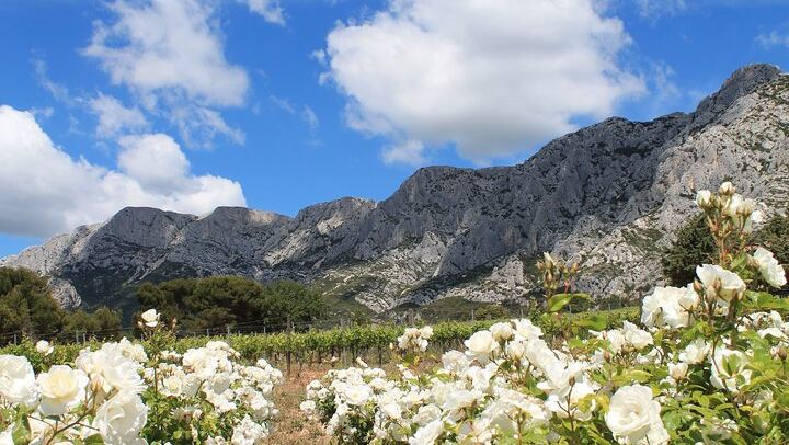 Marseille Cruise Port Private Provence Wine Shore Excursion with Cassis, Aix or Lourmarin (4/9)