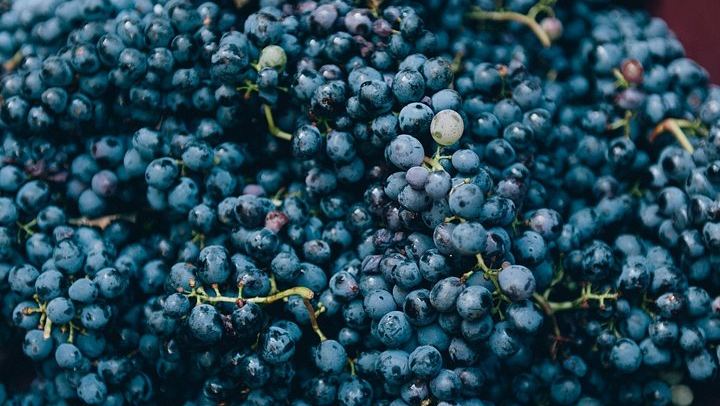 Private Grape Stomping at a Chianti Farmhouse: Meet in Castellina, Harvest and Tasting (4/11)