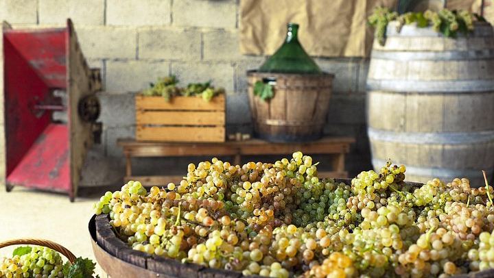 Private Grape Stomping on a Chianti Family Farm with Lunch and Florence Hotel Transfer (4/12)